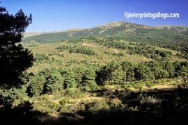 Paisaje de la Sierra de Guadarrama. Segovia. Castilla y León. España. © Javier Prieto Gallego