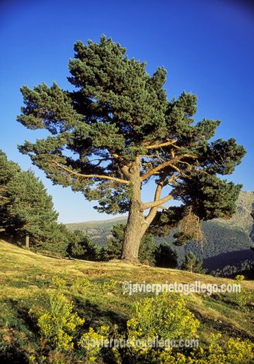 Ejemplar de pino silvestre en la Sierra de Guadarrama. Segovia. Castilla y León. España. © Javier Prieto Gallego