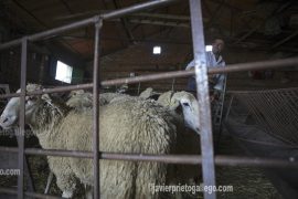 Un pastor de Mesegar de Corneja (Ávila) selecciona las ovejas que va a comenzar a esquilar él solo. [Mesegar de Corneja. Ávila. Castilla y León. España © Javier Prieto Gallego]