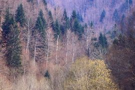 Bosques de Irati. El hayedo-abetal de la Selva de Irati es el segundo más importante de Europa después de La Selva Negra. Navarra. España © Javier Prieto Gallego