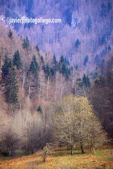 Bosques de Irati. El hayedo-abetal de la Selva de Irati es el segundo más importante de Europa después de La Selva Negra. Navarra. España © Javier Prieto Gallego
