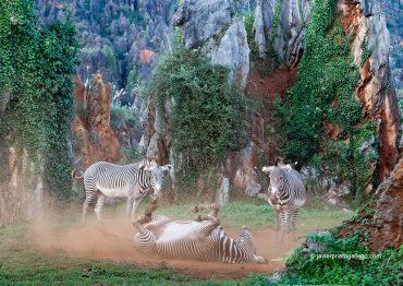 Cebras grevi se revuelcan en la tierra al atardecer. Parque de la Naturaleza de Cabárceno. Cantabria. España © Javier Prieto Gallego