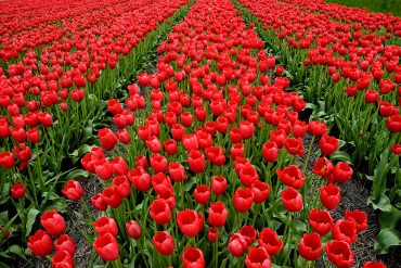 Campo de tulipanes en flor en la región de Noord Holland durante el mes de abril. Holanda es el primer exportador de flores del mundo. Holanda, 2005. © Javier Prieto Gallego;