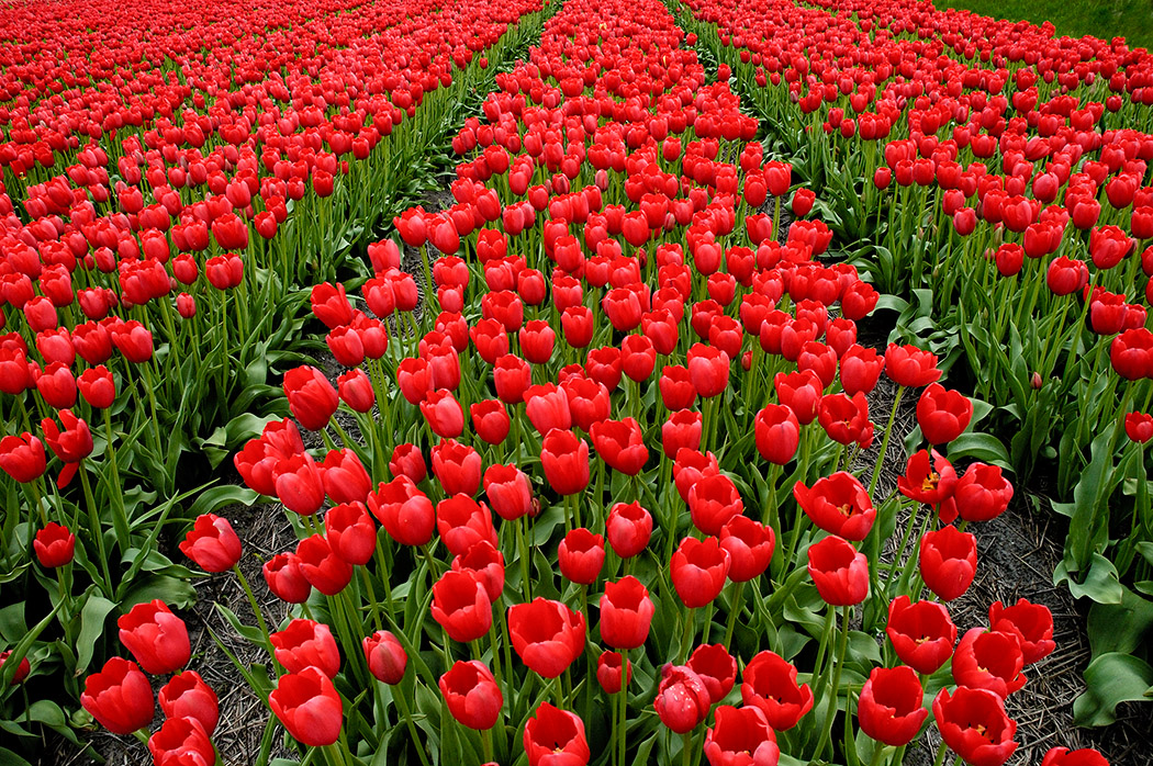 Campo de tulipanes en flor (Holanda) | Siempre de paso
