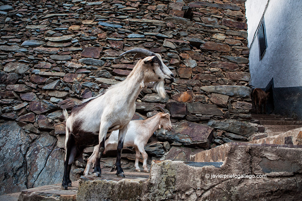 Cabras de regreso al corral. Localidad de El Gasco. Comarca de Las Hurdes. Cáceres. Extremadura. España. © Javier Prieto Gallego;