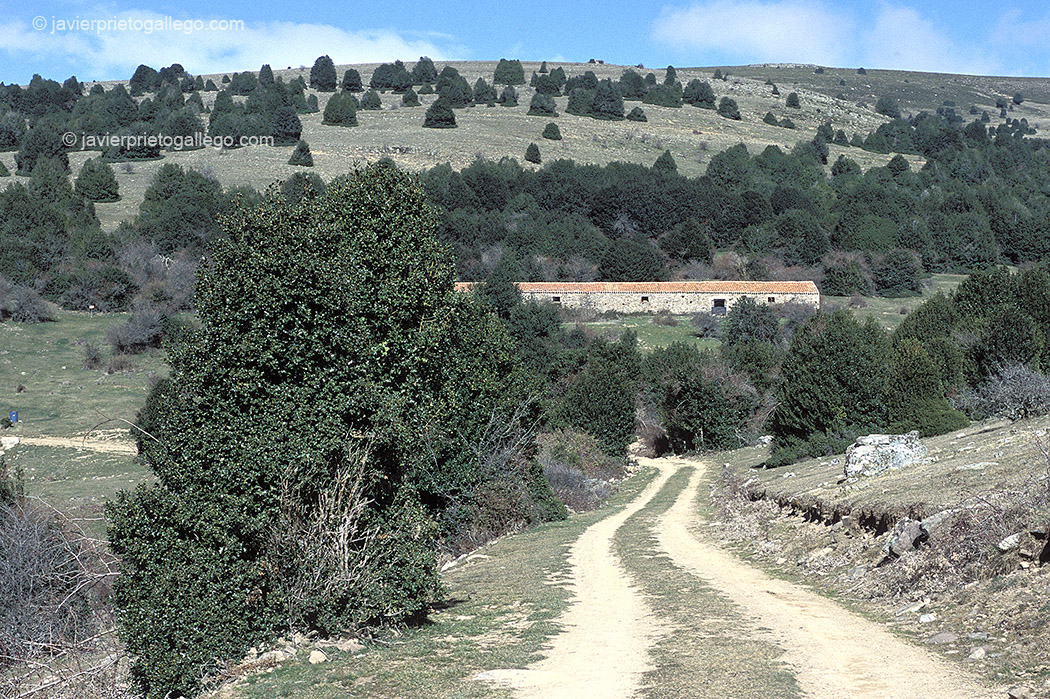 Camino de acceso al interior del acebal de Garagüeta. Soria. Castilla y León. España, 2004 © Javier Prieto Gallego