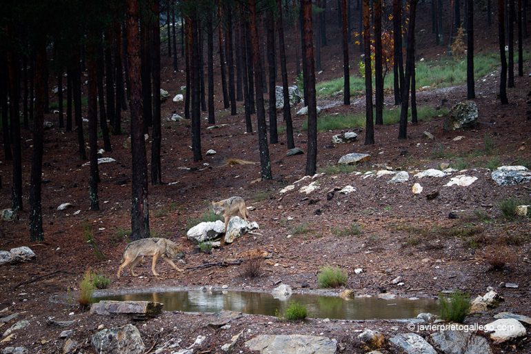 Centro del Lobo Ibérico de Castilla y León (Robledo, Zamora) Siempre