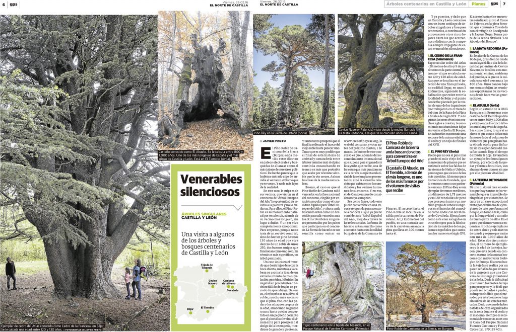 Reportaje sobre árboles centenarios publicado por Javier Prieto Gallego en EL NORTE DE CASTILLA.