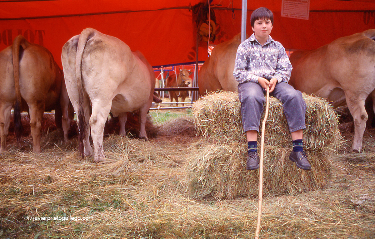 Feria de ganado en Pola de Somiedo. Asturias. España. © Javier Prieto Gallego