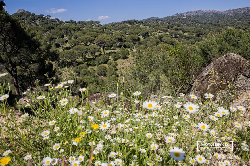 Un paseo en torno a El Hoyo de Pinares Siempre de paso