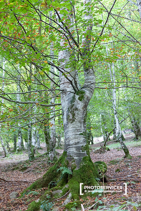 Los hayedos son los bosques más extensos y mejor conservados del  Parque Natural Saja-Nansa. Cantabria. España © Javier Prieto Gallego