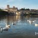 Ocas en la playa de Los Pelambres. Paseo fluvial de Zamora junto a río Duero. Zamora. Castilla y León. España. © Javier Prieto Gallego