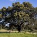Encina centenaria cerca de la localidad de Gema de Yeltes. Salamanca. Castilla y León. España. © Javier Prieto Gallego