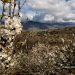Cerezos en flor. Valle del Jerte. Extremadura. España © Javier Prieto Gallego;