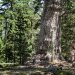 Pino Rey. Árbol notable. Ejemplar de Pinus Sylvestris al que se le calculan unos 450 años de edad. Senda de los Abuelos del Bosque. Parque Natural Laguna Negra y Circos Glaciares de Urbión. Sierra de Urbión. Soria. Castilla y León. España. © Javier Prieto Gallego;